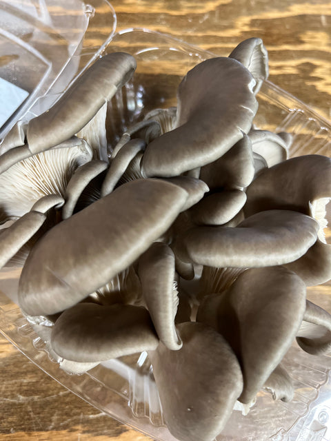 Blue Oyster Mushrooms - fresh